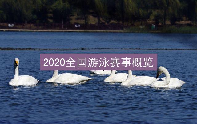 2020全国游泳赛事概览