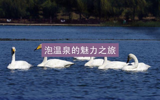 泡温泉的魅力之旅